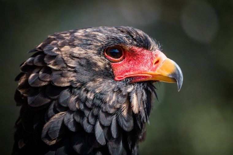 001 Hoedspruit, Moholoholo Wildlife Rehabilitation Center, bateleur.jpg